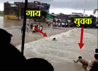 Now, a man dies in Madhya Pradesh while trying to save a cow