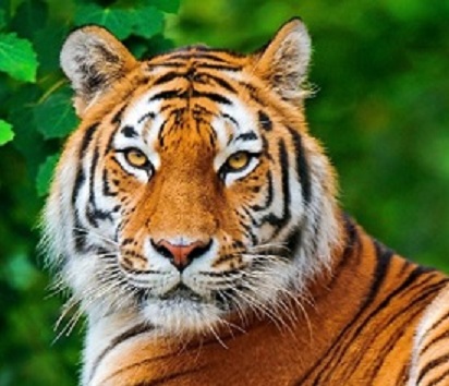 Tiger Safari in Pench, Bandhavgarh ‘illegal’; conservation panel calls halt to construction