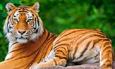 Tiger Reserve: MP Chief Secy asked to come clear on Ratapani Sanctuary