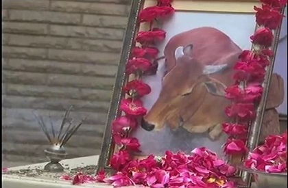 cow  tribute  death  violence  Madhya Pradesh  Gwalior
