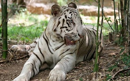 white tigress death  satna  Madhya Pradesh  tiger  zoo  national parks  reserves  30th death
